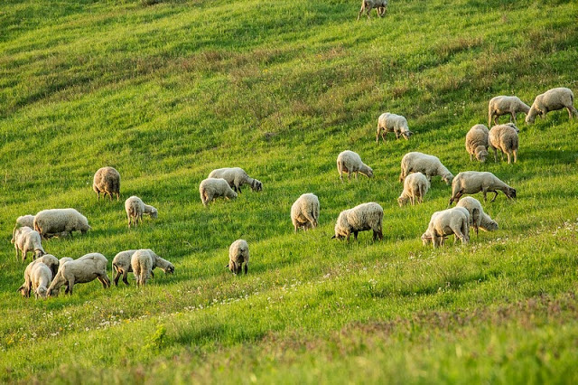 owce pasące się na zielonym pastwisku